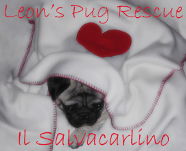Leon's Pug Rescue   Salvacarlino